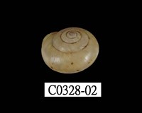 藏品(球蝸牛)的圖片